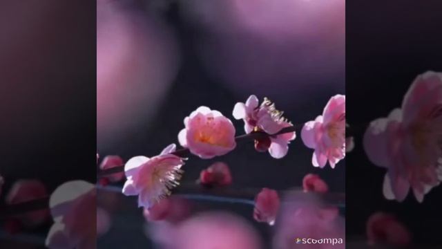СЛОВА БЫВАЮТ РАЗНЫЕ. смотреть онлайн