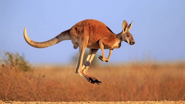 How fast is a Kangaroo? How high can a kangaroo jump? Are kangaroos friendly? смотреть онлайн