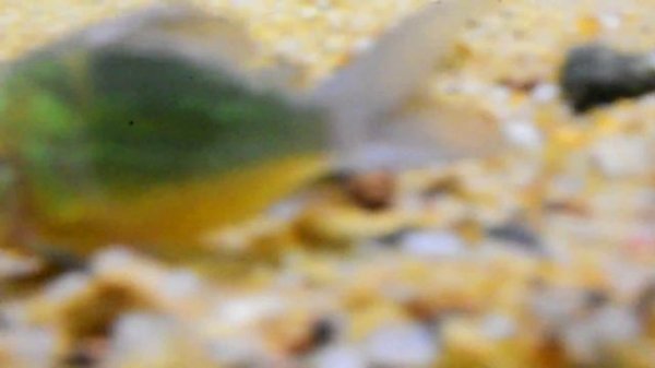 Emerald Brochis - Emerald Catfish