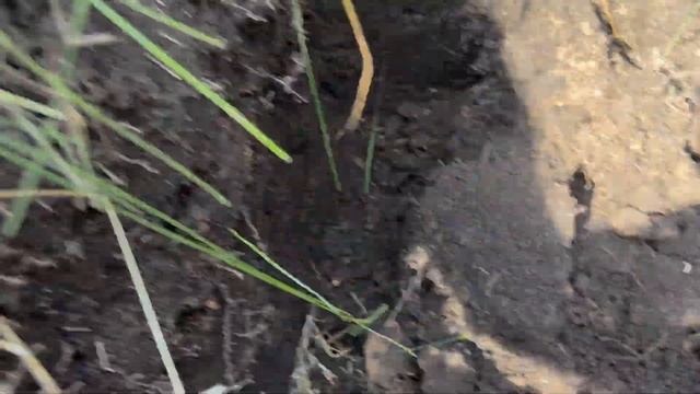 КУЧА НАХОДОК ПО 17 ВЕКУ НА ШУРФЕ !!! смотреть онлайн