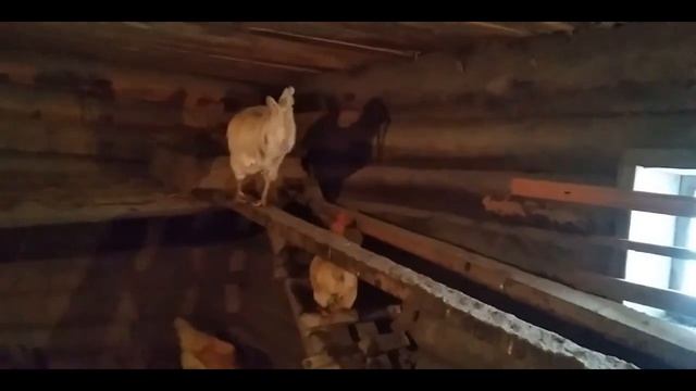 Петушок сегодня модничал - песни не пел. Голубь отобедал в одиночестве! смотреть онлайн