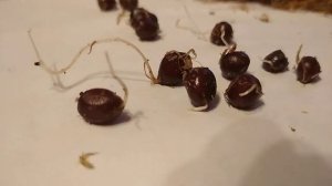 Пионы из семян