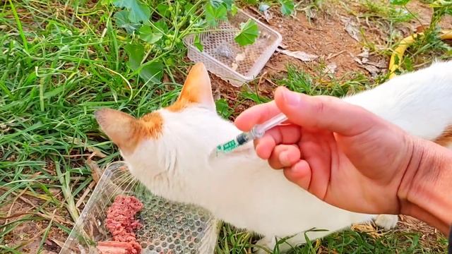 Part 2 || The newborn kittens have recovered but the mother cat need Anti Fleas смотреть онлайн