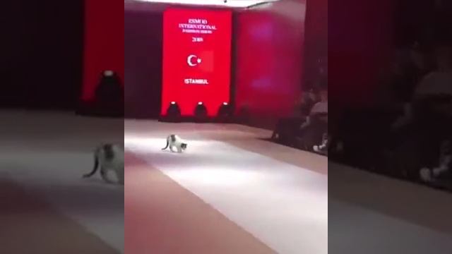 Cat On The Catwalk | кошка на подиуме