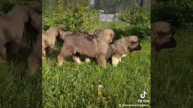 щенки кавказской овчарки, есть свободные смотреть онлайн