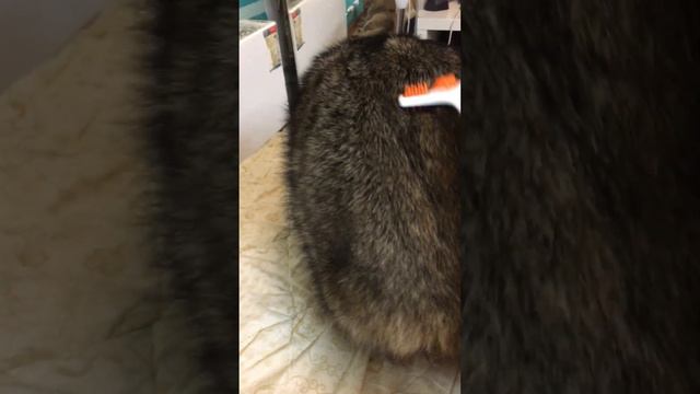 Лимфодренаж #video #funny #массаж #animals смотреть онлайн