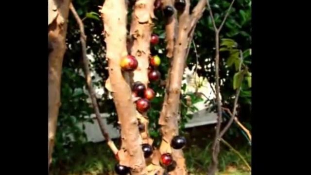 Джаботикаба - необычное виноградное дерево смотреть онлайн