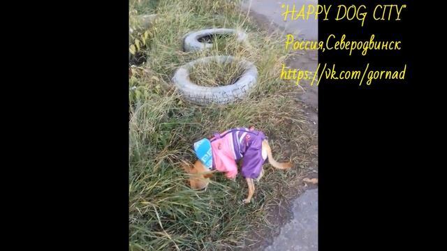 Комбинезон для той терьера "HAPPY DOG CITY" 2018 смотреть онлайн