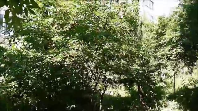 Домик белки в Ботаническом саду смотреть онлайн