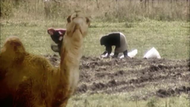 "За туманам" ДРОЗДЫ "На перад у минулае" смотреть онлайн