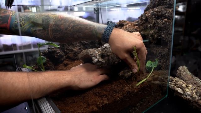 NAJPOTĘŻNIEJSZY PTASZNIK I NAJPOTĘŻNIEJSZE TERRARIUM / Theraphosa apophysis смотреть онлайн