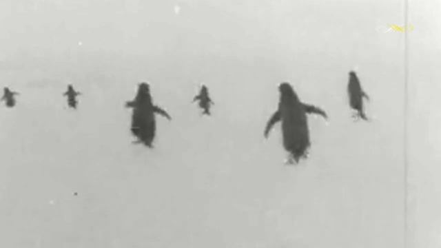 Квартет "Аккорд" - Пингвины смотреть онлайн