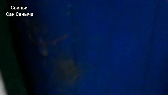 Кролики,свиньи, нутрии,курочки смотреть онлайн