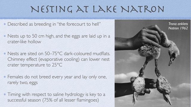 Organic matter in Saline systems - The Flamingo connection смотреть онлайн