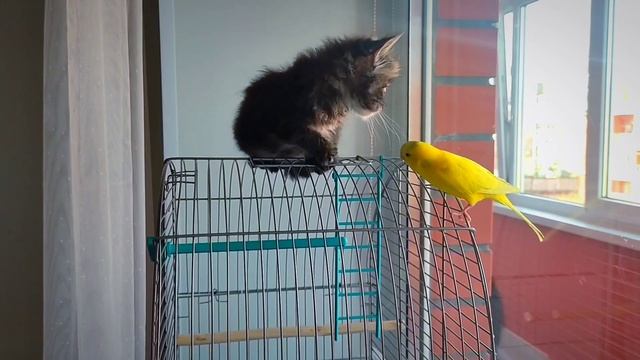 Волнистый попугай и котёнок на клетке смотреть онлайн