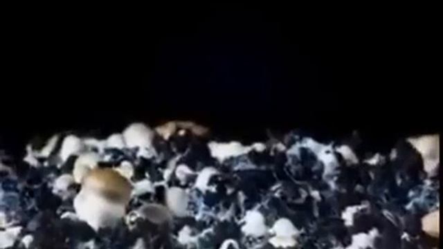 Такое вы еще не видели. Как всходят семена. смотреть онлайн