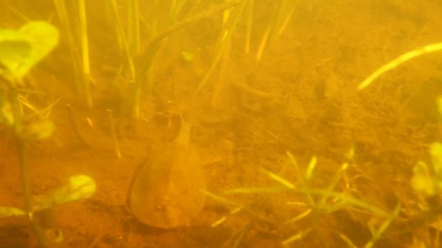 Wild Triops Cancriformis or tadpole shrimp in New Forest Pond, England, UK смотреть онлайн