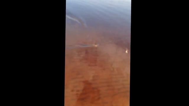 Рыбалка 18 щук река Пур Новый Уренгой кайф!!! смотреть онлайн