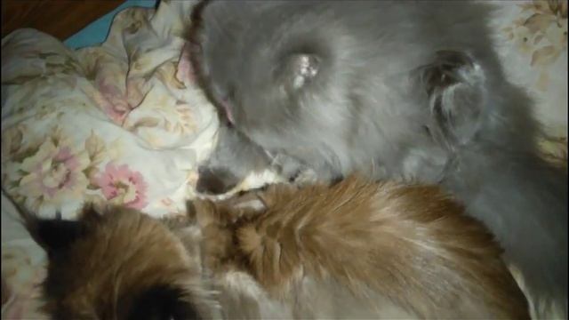 очень чистоплотная персидская кошечка, сначала помыла кота, а потом себя смотреть онлайн
