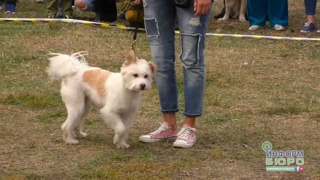 Первая в Харькове выставка беспородных собак смотреть онлайн