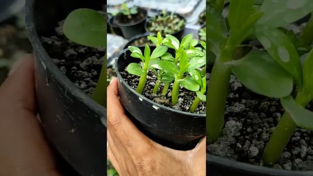 UDAH PUNYA TANAMAN INI ?? Pachypodium lealy subs.saundersii Ready biji nya смотреть онлайн