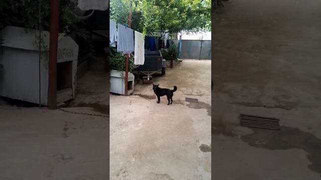 Смех носорога ( прикол, животные, смотреть до конца ) смотреть онлайн