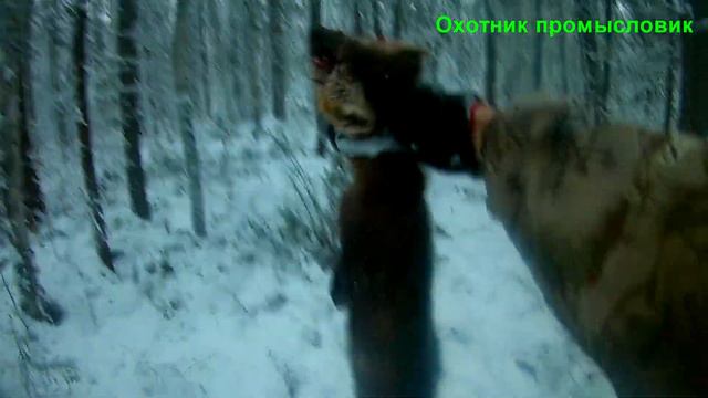 Охота на соболя с лайками, добыл кидуса, удачный день ЧАСТЬ 2