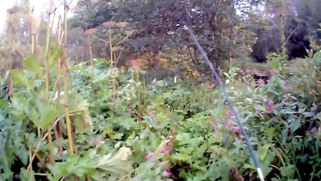 Ловля щуки на малой реке в августе. смотреть онлайн