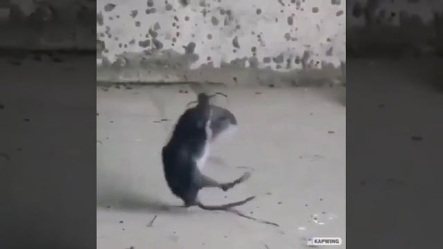 Паук и его добыча #мышь, #паук, #хомяк, #паутина