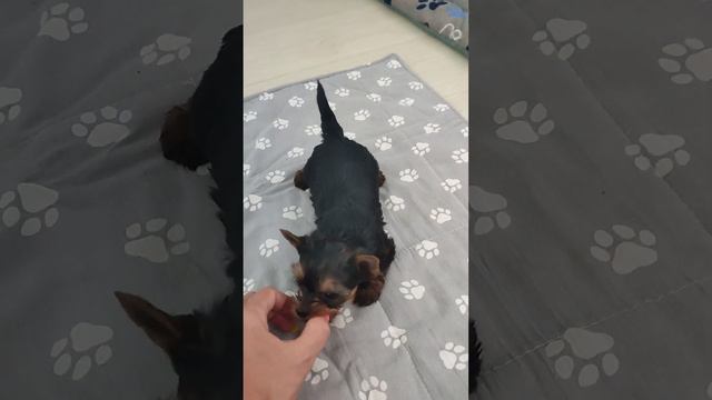 Продажа😃Питомник Йорк & Шпиц.Elite Pets,Крым, Евпатория 🌞Вопросы+79788972514 Доставка возможна 🥰 смотреть онлайн