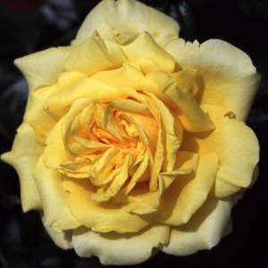 Кандела - почвопокровная роза.  Питомник роз Полины Козловой rozarium.biz