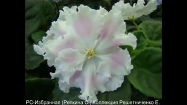 Частная коллекция сенполий (фиалок) Решетниченко Е.В.mp4 смотреть онлайн