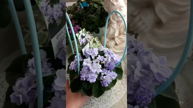 Фиалка Boo Mam роскошный букет. Магазин фиалок в Одессе. смотреть онлайн