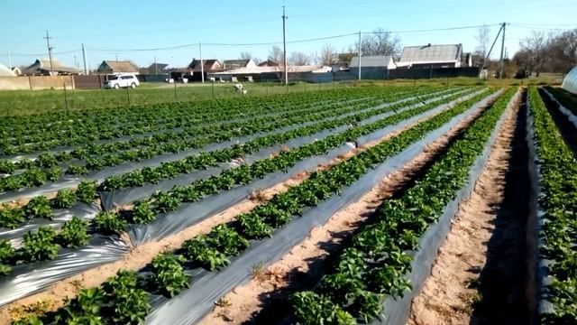 Клубника в открытом грунте. смотреть онлайн