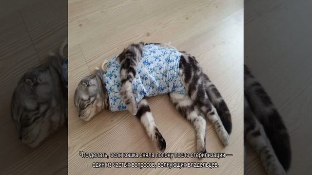 Сколько носить попону после стерилизации кошки смотреть онлайн