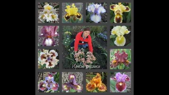Ирисы карликовые. Украина смотреть онлайн
