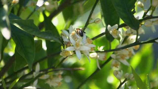 bees on orange blossom flowers in spring смотреть онлайн