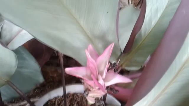 Calathea Silver Plate Ternyata BERBUNGA CANTIK | Calathea Have Beautiful Flower