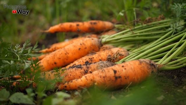 В Июле Морковь Удобряю Так! Будет Крупной И Сладкой! смотреть онлайн