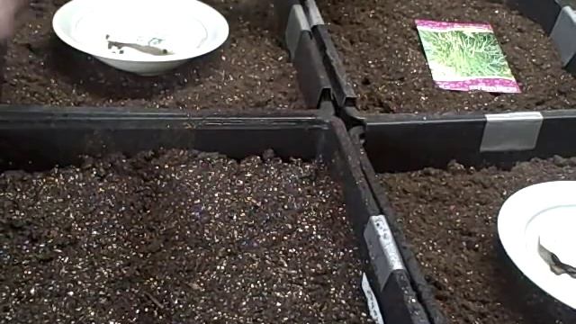 How to Grow Thunbergia Black Eyed Susan Vine From Seed - Indoor Growing смотреть онлайн