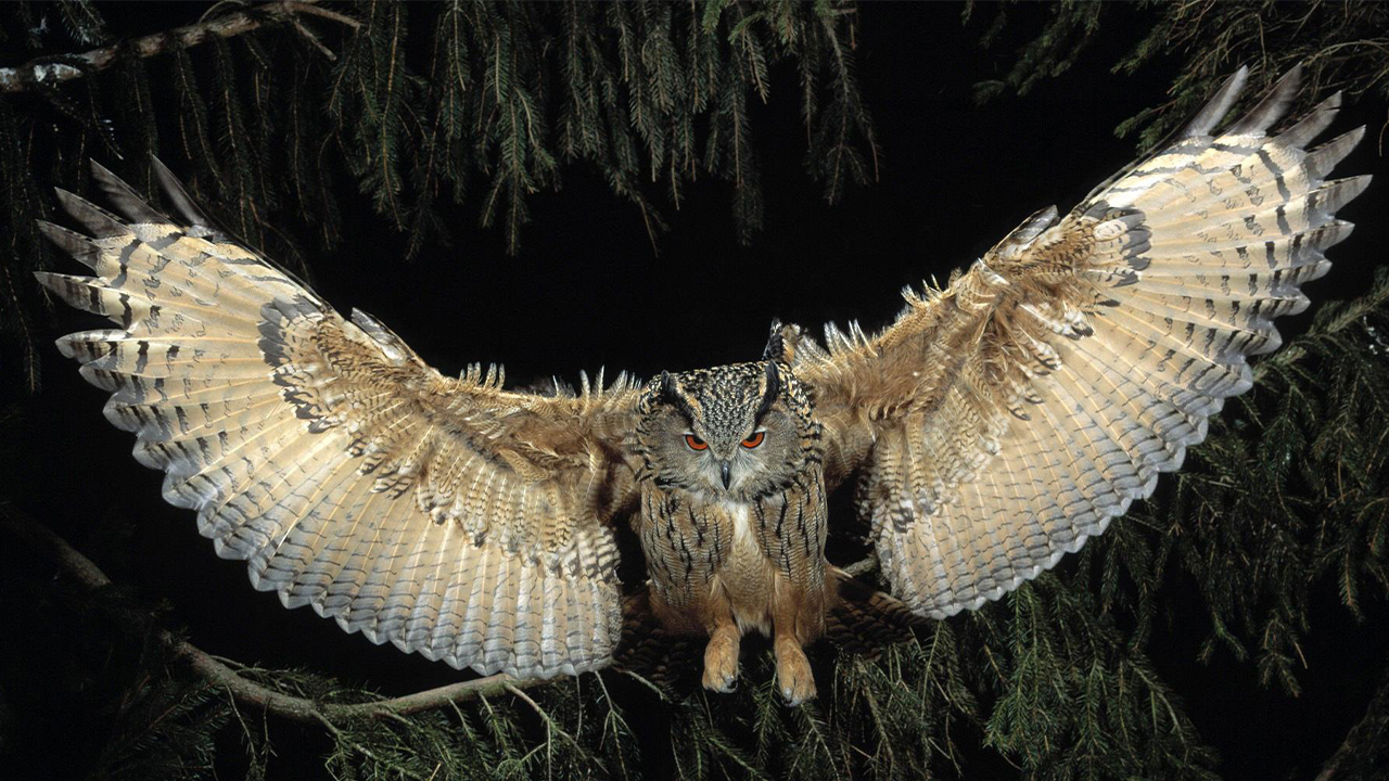 Виргинский филин — король ночной охоты! смотреть онлайн