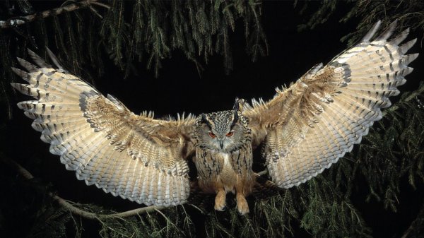 Виргинский филин — король ночной охоты!