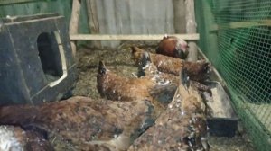 Орловская ситцевая порода кур