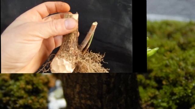 Три важных момента в зимовке.Бересклет хокидачи дал почки!!!#хокидачи,#бонсай,#акадама смотреть онлайн