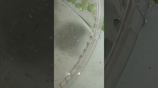 Переход PL из солёной в пресную смотреть онлайн