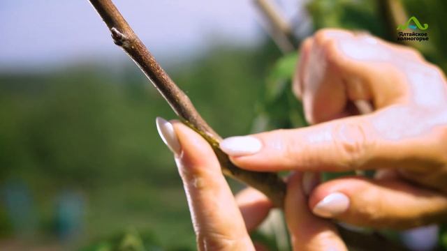 ПРИВИВКА ЯБЛОНИ ВЕСНОЙ НА ДИЧКУ В РАСЩЕП КОПУЛИРОВКА УЛУЧШЕННАЯ | 2 СПОСОБА КАК ПРИВИТЬ ЯБЛОНЮ смотреть онлайн