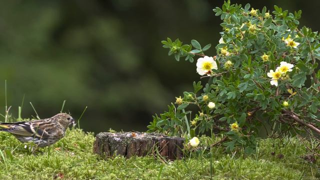 Пение Птиц, Лес, Природа. Живая Природа. смотреть онлайн