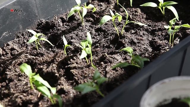 1 Таблетка Для Преображения Рассады! Копеечное Средство Для Адаптации Рассады! смотреть онлайн