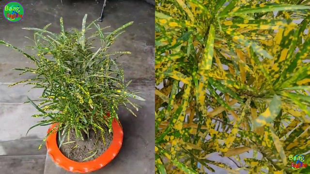 croton plants के पत्तों को कलरफुल कैसे बनाएं? important tips and tricks смотреть онлайн