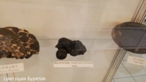 Геологический музей г.Улан-Удэ